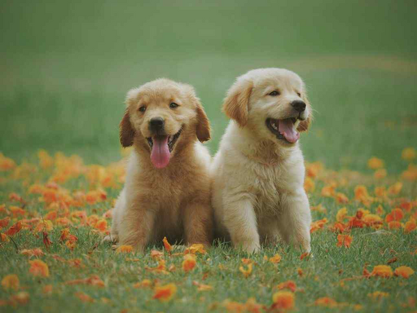 Nomes para cachorro: escolha o que mais combina com seu peludo!